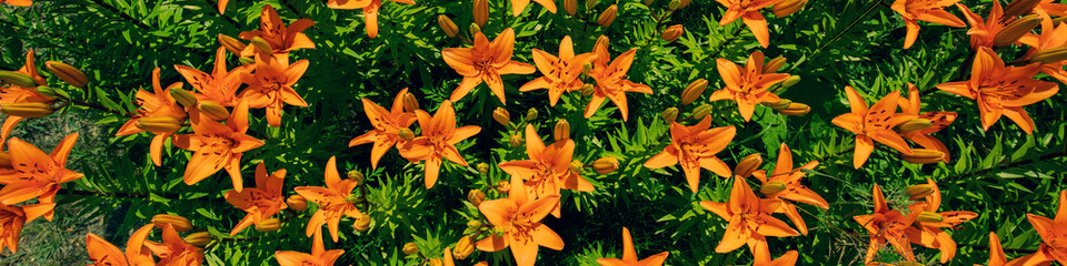 Fototapeta premium Nature flower background. Flowering red lilies