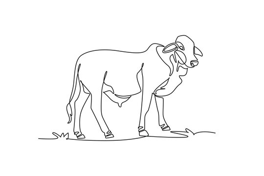 Continuous one line drawing animal zebu brahman cow standing in a pasture. Distinctive shoulder hump, dewlap, hooves, and rural livestock biology. Single line draw design vector graphic illustration