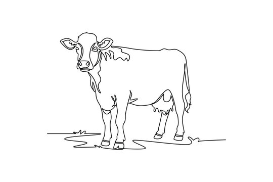 Continuous one line drawing animal farm dairy cow on the pasture ground. Domestic cattle livestock biology, rural agriculture, and ranch nature art. Single line draw design vector graphic illustration