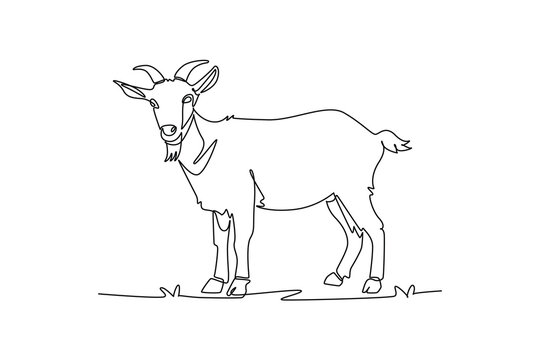 Single continuous line drawing domestic farm goat standing alertly in a field. Curved horns, a distinct chin beard, hooves, and rural livestock charm. One line draw graphic design vector illustration