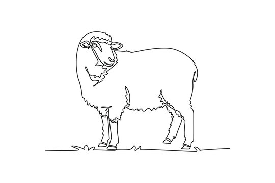 Single continuous line drawing domestic farm sheep standing on the pasture, looking towards. Dense wool fleece, pastoral agriculture, rural livestock. One line draw graphic design vector illustration