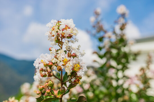 Crepe myrtle, Lagerstroemia indica. Close-up of blooming flowers with white petals and yellow centers against a blue sky. Green leaves are visible in the background.