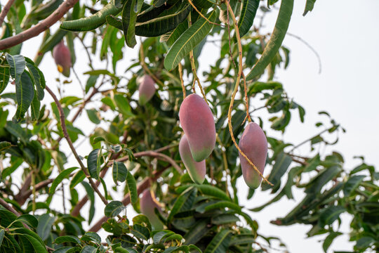 Ripe red mango fruit hanging on tree branch in organic orchard. Agricultural business concept of tropical crop production, exotic harvest, and farming export.