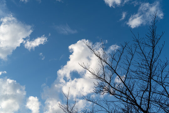 冬の空に伸びる枝