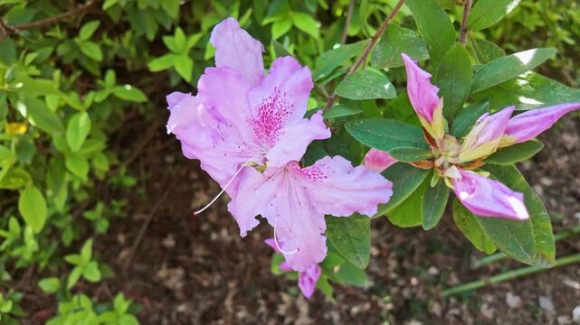 A pink azalea flower opens fully beside fresh unopened buds on a green shrub.