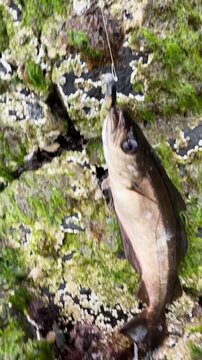Close Up of Caught Pollack Fish (Pollachius pollachius) on Coast Rocks with Jig Lure in Mouth. Sport Fishing.