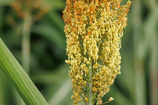 Jowar grain sorghum crop farm