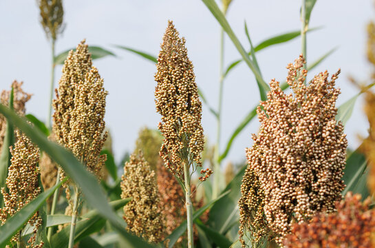 Jowar grain sorghum crop farm