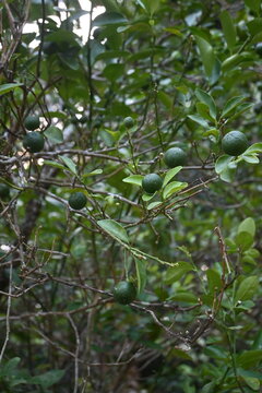 Unripe green calamansi or key lime fruits hanging on tree branches in organic garden