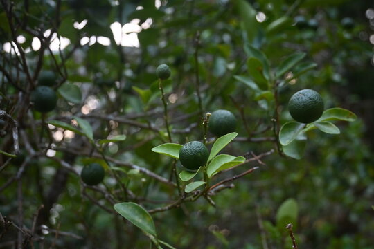 Unripe green calamansi or key lime fruits hanging on tree branches in organic garden