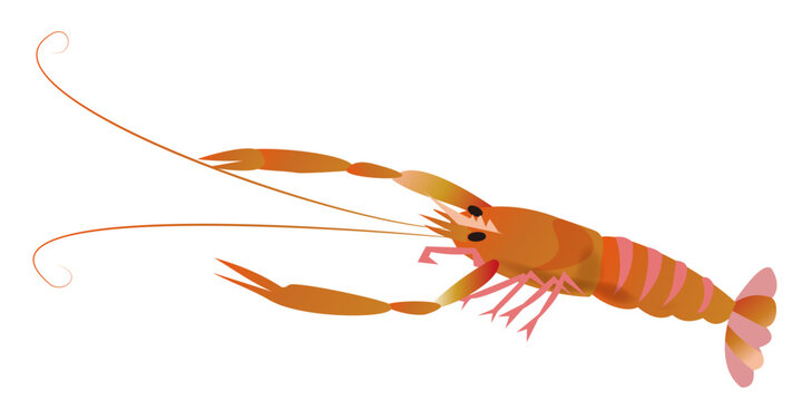 Isolated vector illustration of a fresh raw scampi langoustine shrimp for food ingredients and menus