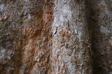 Detailed close-up texture of rough tree trunk bark with natural brown and gray patterns. © Stock Medae 