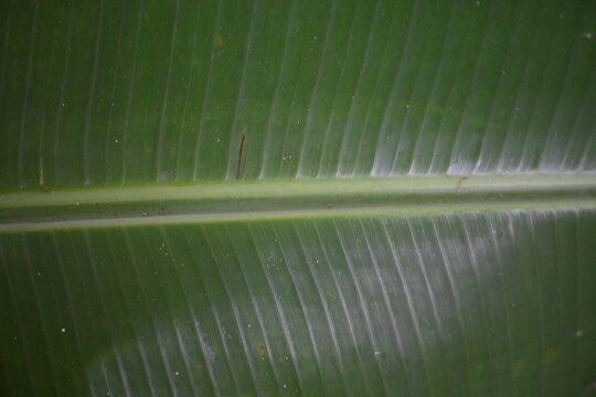 Detailed close-up texture of a fresh green banana leaf with parallel veins and a central rib.