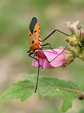 A macro shot of a cotton stainer bug, also known as Dysdercus cingulatus, sitting on a pink flower bud with a blurred green background.