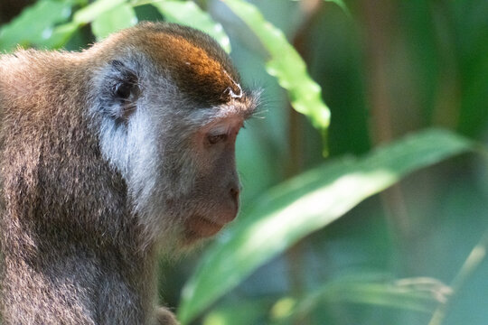 Long tailed macaque portrait in Baku National Park.