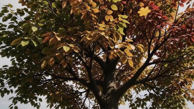 A solitary tree canopy featuring vibrant multi colored autumn leaves on a peaceful day