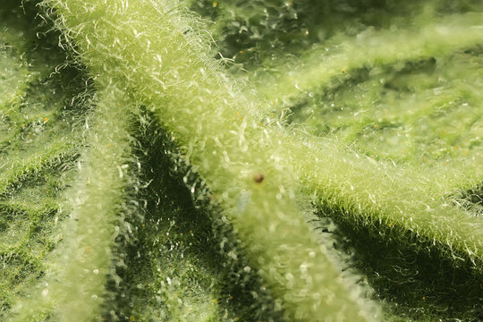 View of a macro close-up of a green plant leaf surface, highlighting the intricate network of veins and fine, translucent hairs in Rio de Janeiro, Rio de Janeiro, Brazil.