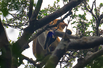 Proboscis monkey in high canopy in Baku National Park. © Peter