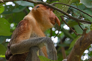 Proboscis Monkey portrait in a mangrove tree. © Peter