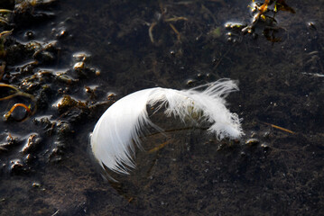 feather on the water © Carmela