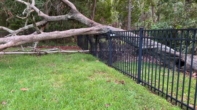 Massive oak toppled in violent windstorm crushes suburban yard fencing