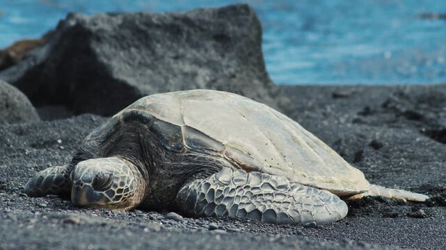Honu sea turtle resting head on black sand with lava rock background and ocean waves in Big Island Hawaii. Close up slow zoom of green sea turtle in natural habitat. Cinematic 4K video