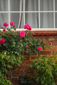 Pink roses blooming in front garden below residential house window