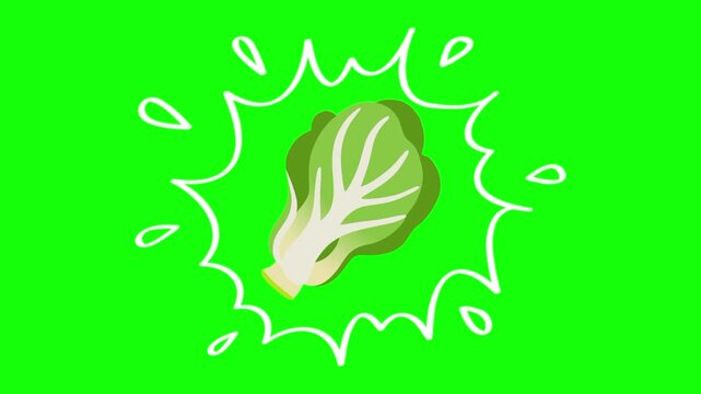 lettuce on water splash, isolated vegetable animation. Animated vector motion graphic video on green screen or alpha channel. Illustration of fresh, organic, healthy vegetables and food icon