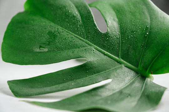 Monstera leaf texture with water droplets, eco and freshness concept