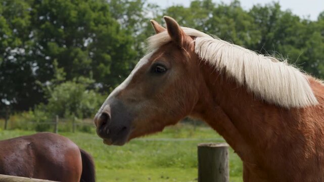 Horse nodding its head up and down in pasture
