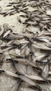 Close-up vertical clip reveals active insect infestation outdoors