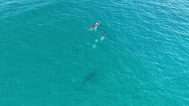 Humpback whales swimming along the Australian east coast, aerial drone footage
