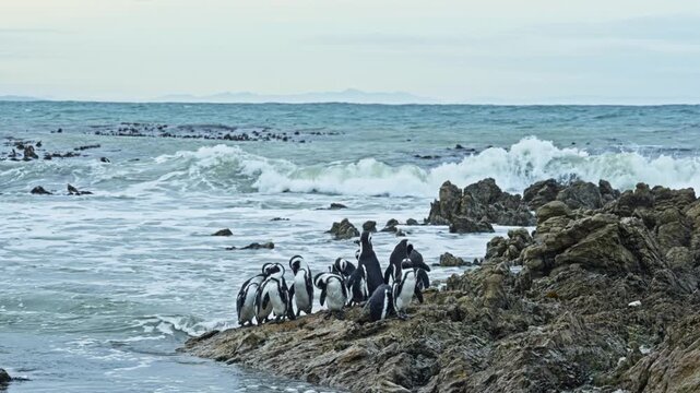 Betty&rsquo;s Bay, Western Cape, South Africa and penguins move between the rocky shoreline and Atlantic waves at Stony Point Penguin Colony, 4k 50fps