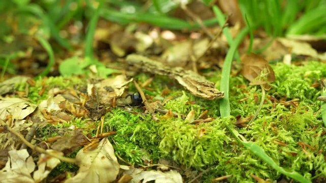 Dor Beetle Among Leaf Litter And Moss Carpet With Grass Blades, Low Angle Shot