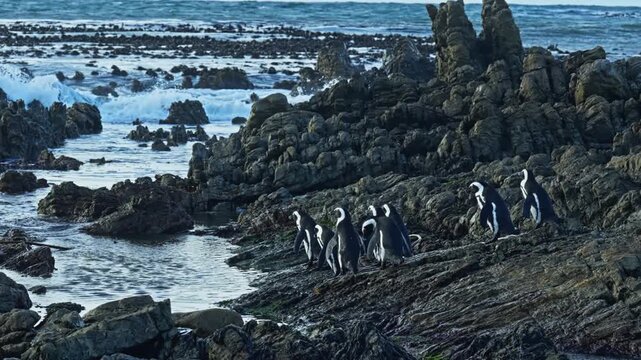 Handheld 4k, Betty&rsquo;s Bay, Western Cape, South Africa and group of penguins move between the rocky shoreline and Atlantic waters at Stony Point Penguin Colony