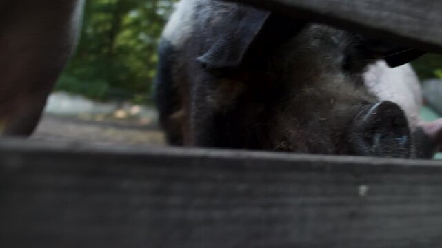Curious pigs looking into camera on a farm