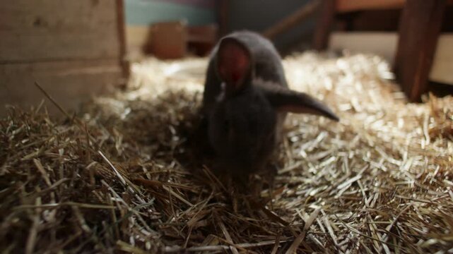 rabbit standing in straw inside a rustic animal shelter
