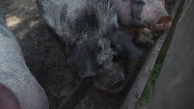 Curious pigs looking into camera on a farm