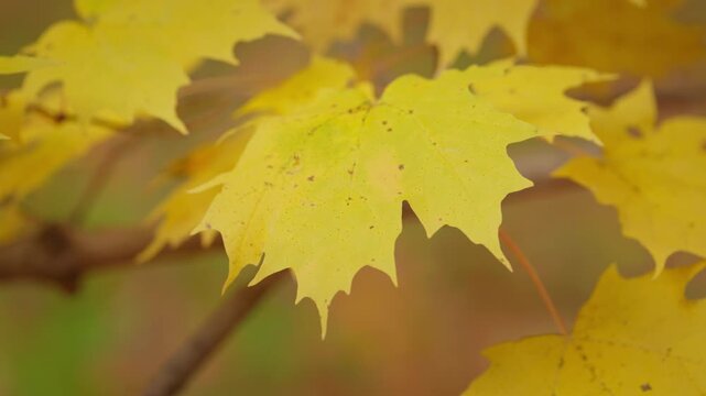 A vibrant yellow maple leaf hangs on a thin branch in an autumn forest. The shallow depth of field isolates the detailed leaf texture against a soft out of focus background.