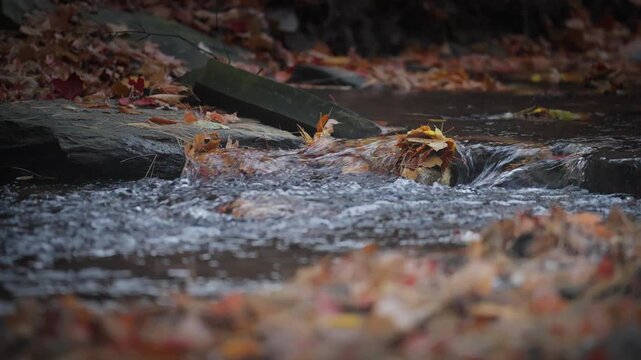 A lively forest creek flows over a bed of dark rocks and scattered colorful maple leaves in Ontario. The quick current ripples and bubbles under the soft autumn light.