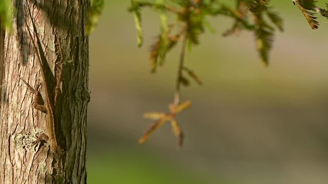Anole on a tree showing its dewlap
