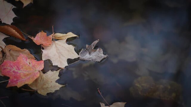A pale yellow maple leaf and a red leaf float together on the gentle current of an Ontario stream. Reflections of the forest canopy ripple on the water surface.