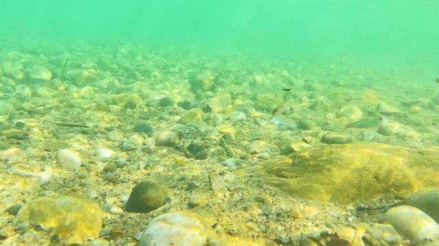 Small fish swimming above transparent riverbed stones as sunlight ripples across clear water.