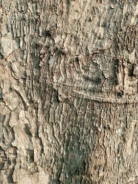 Close-up texture of a Salam tree bark (Indonesian Bay Leaf tree), showing rough, deeply fissured surface with vertical cracks in shades of light brown, grey, and beige. Natural aged wood texture, deta