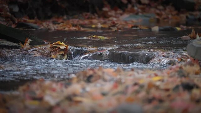 Water trickles over a small stone ledge to form a miniature cascade in an Ontario forest creek. Colorful fallen maple leaves line the wet banks of the flowing stream.