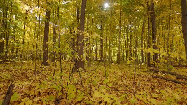 Bright yellow maple leaves carpet the ground in a dense deciduous forest. Sunlight filters through the colorful autumn canopy, creating a warm wilderness atmosphere.