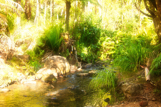 Golden sunlight filters through native New Zealand forest onto a boulder-strewn stream lined with nikau palms and ferns, a tranquil rainforest scene.