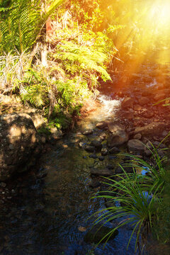 A quiet forest stream winds past ferns and nikau palms, lit by warm golden sunlight filtering through the native New Zealand bush canopy.