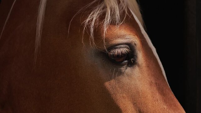 Brown horse head with gentle eyes, fine fur texture, and blonde mane. Animal close up detail