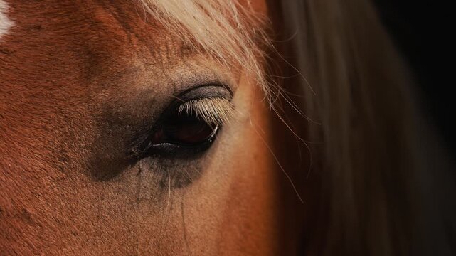 Elegant brown horse face with blonde eyelashes and soft forelock hair in natural light. Close-up animal